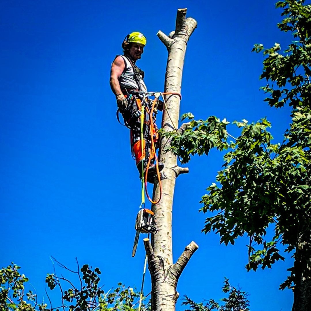 Blackstone Tree project 1