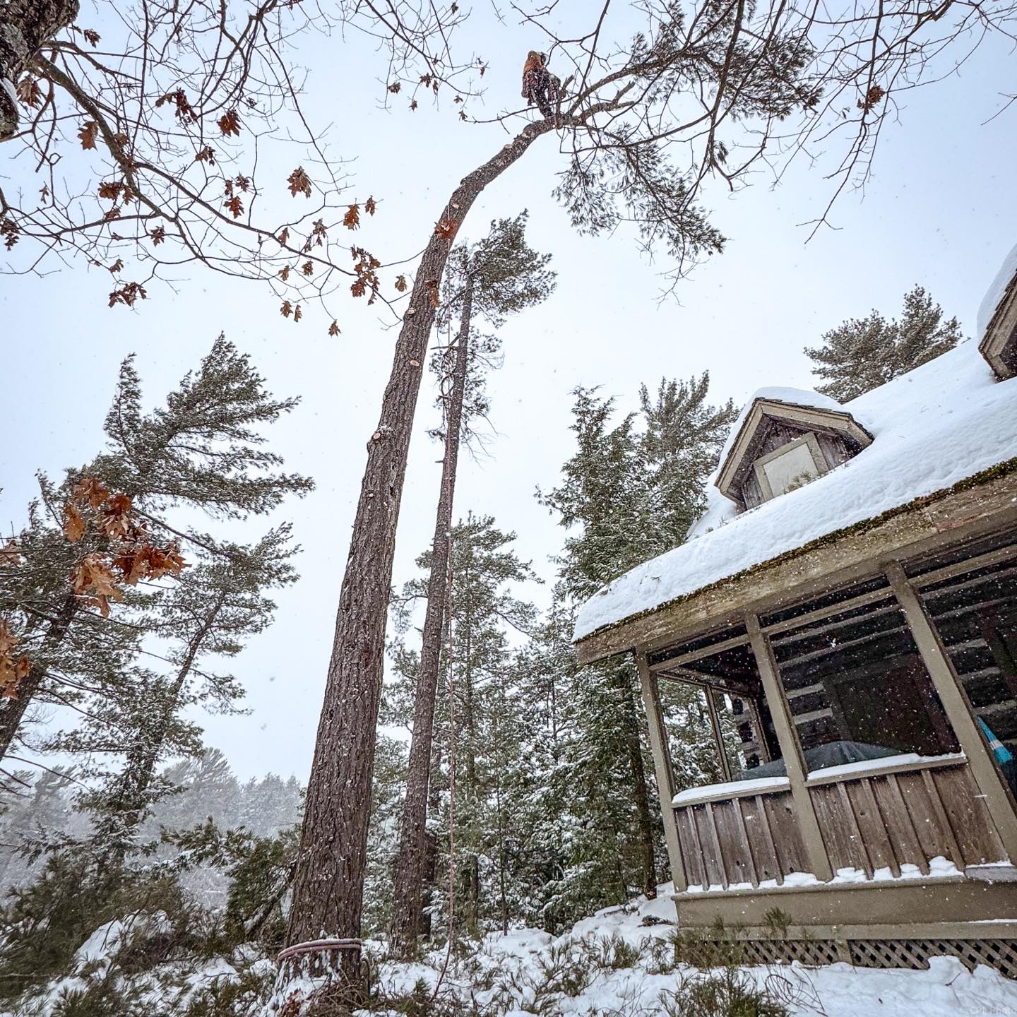 Large tree removal Muskoka