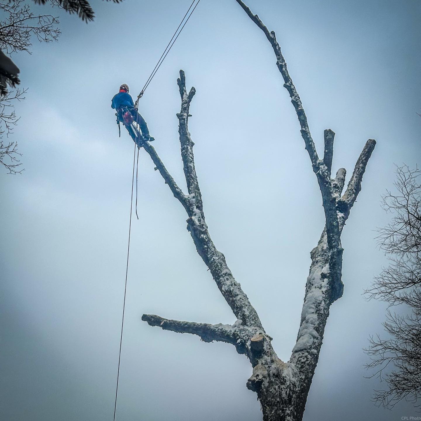 Crown pruning work
