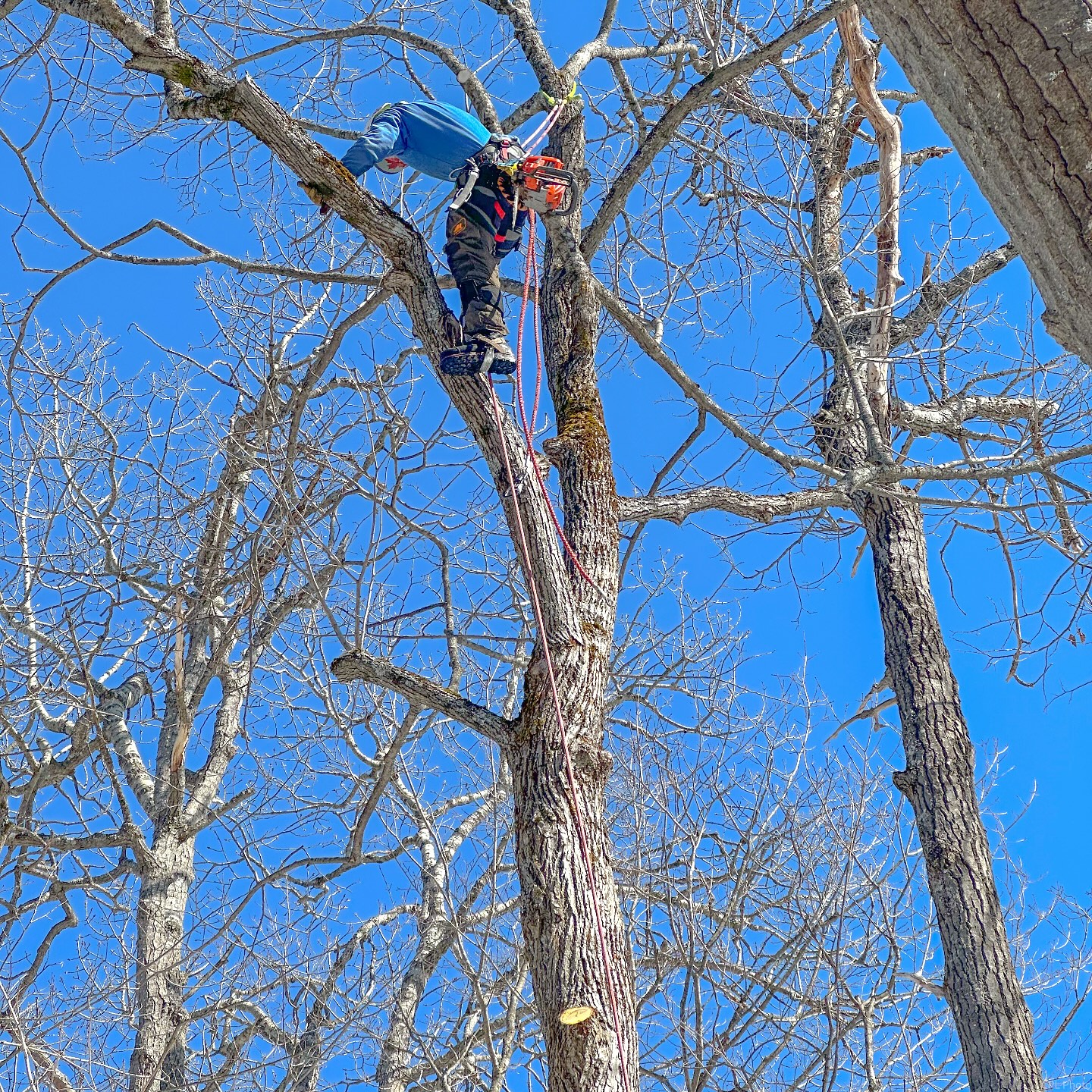 Tree removal project