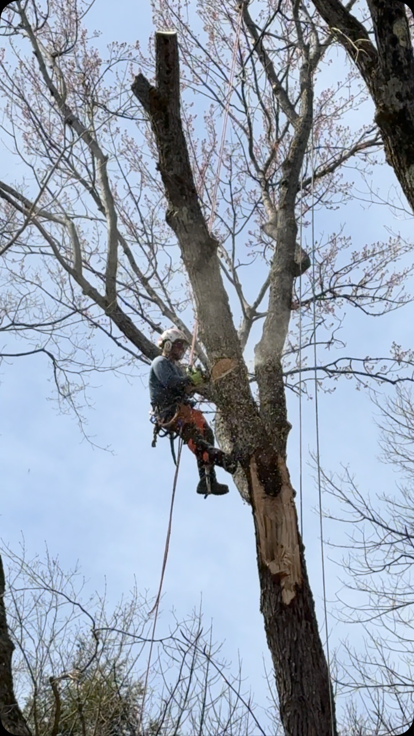 Blackstone Tree project 8