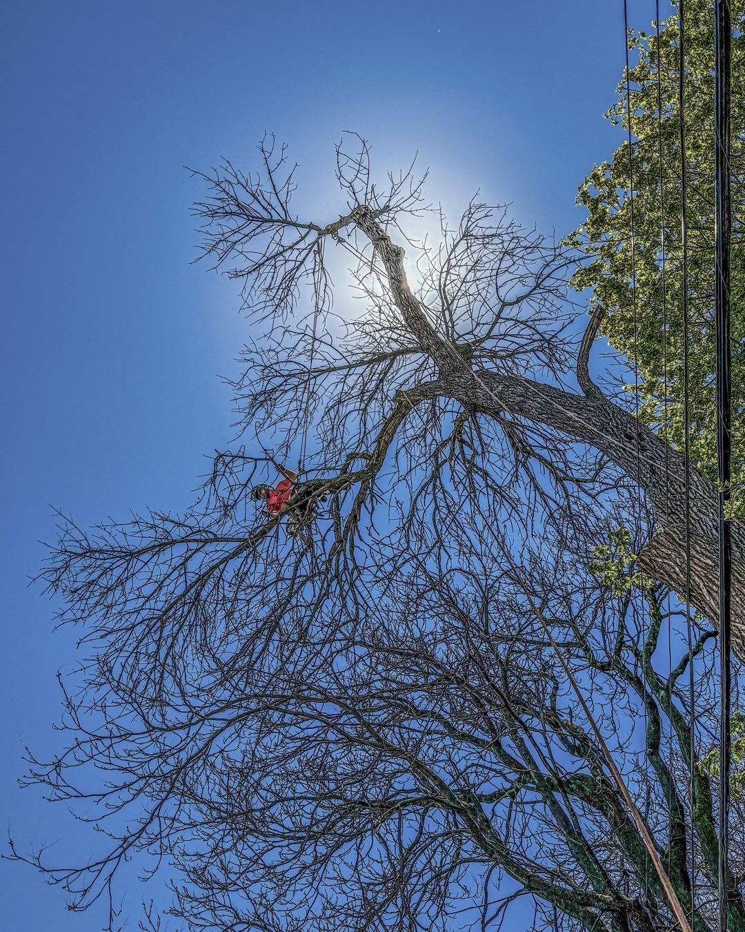 Blackstone Tree project 10