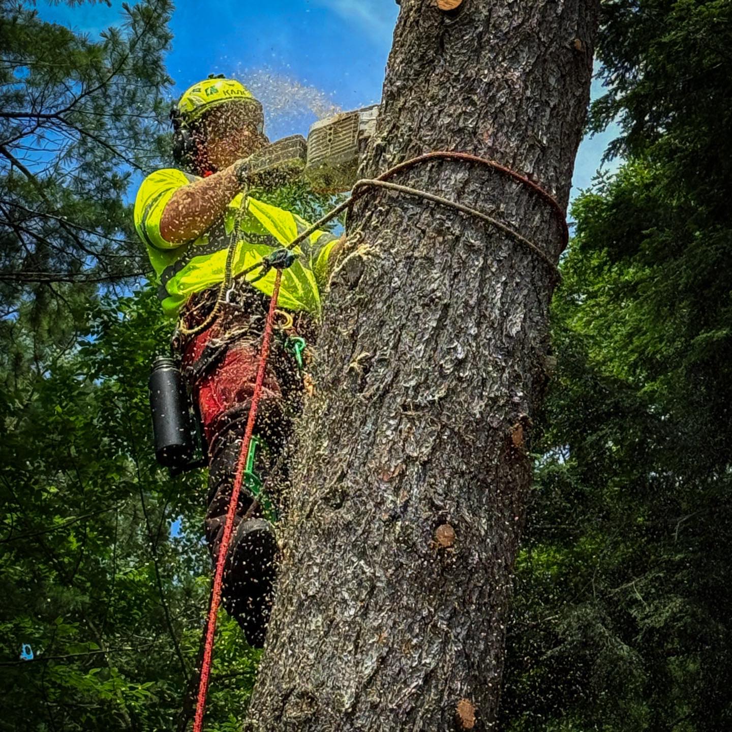 Blackstone Tree project 16