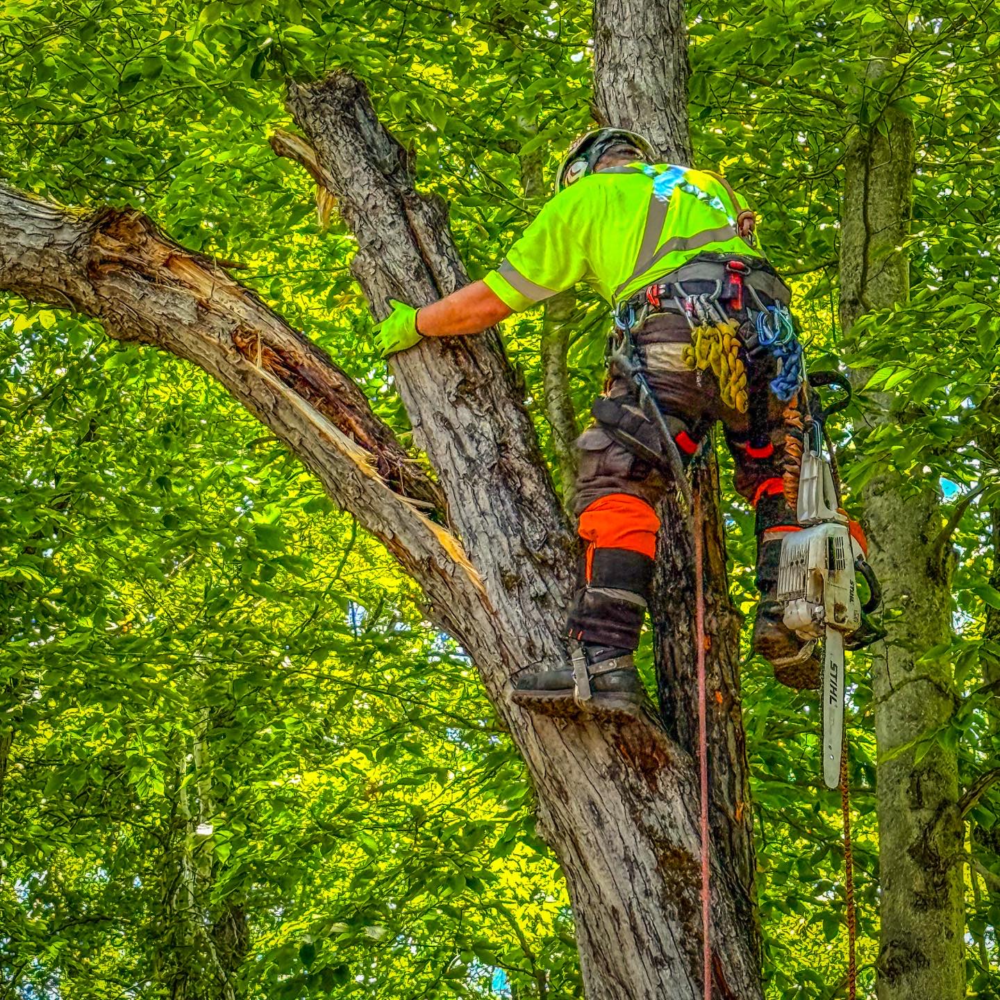 Blackstone Tree project 17