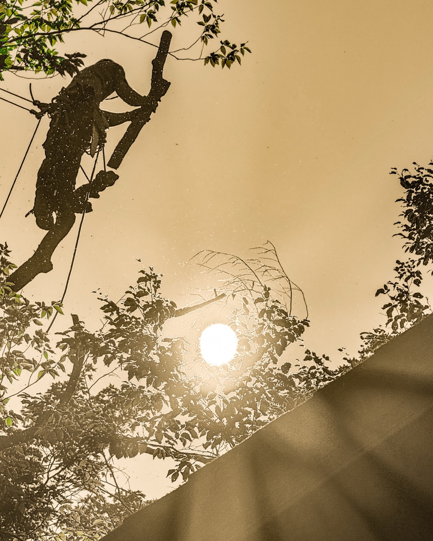 Blackstone Tree project 19