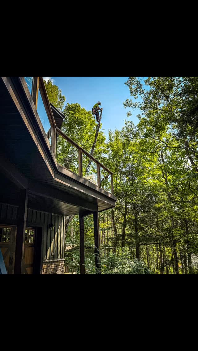 Blackstone Tree project 22