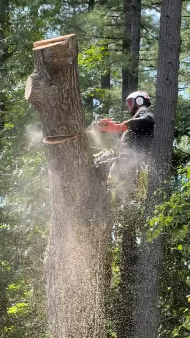 Blackstone Tree project 23