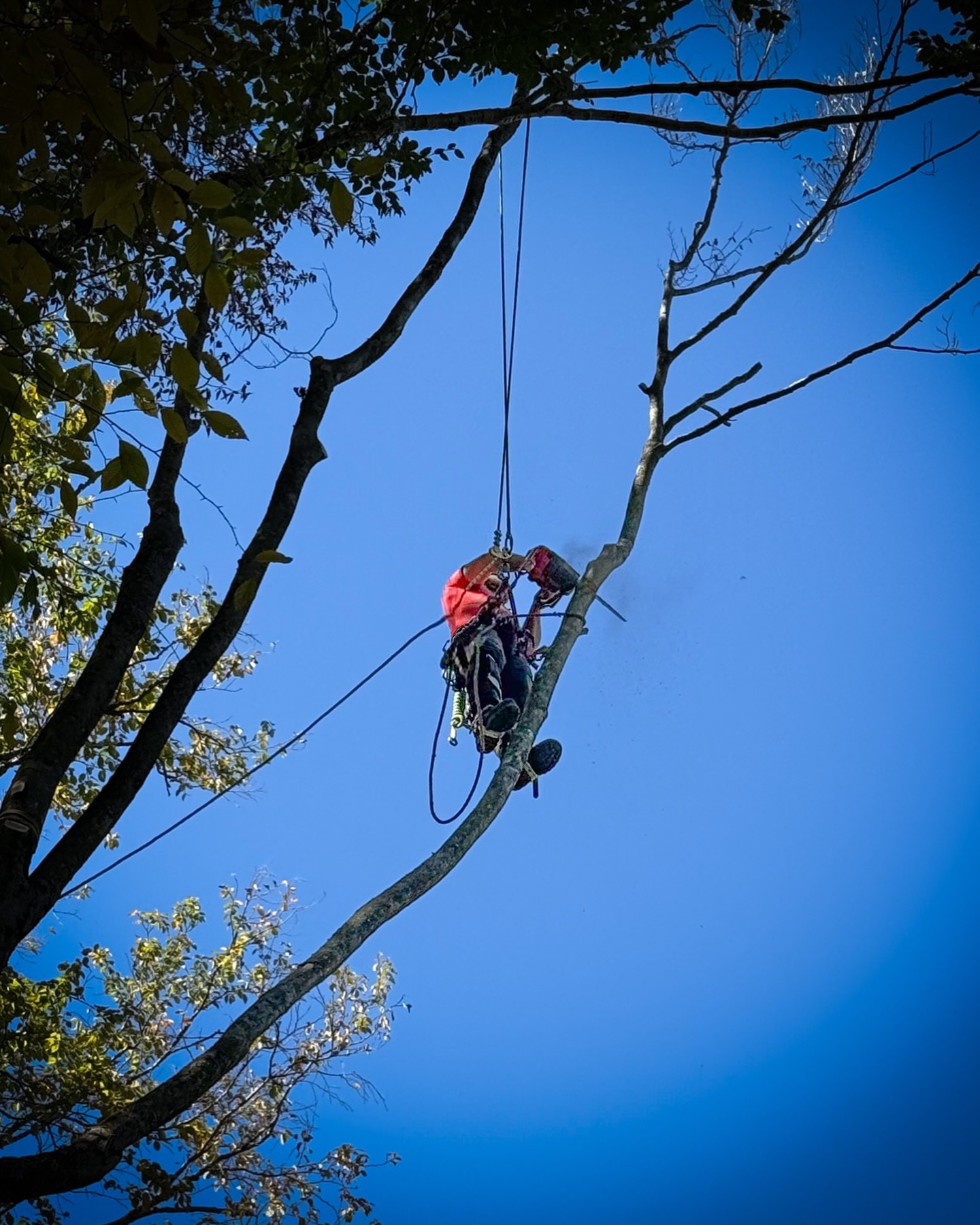 Blackstone Tree project 24