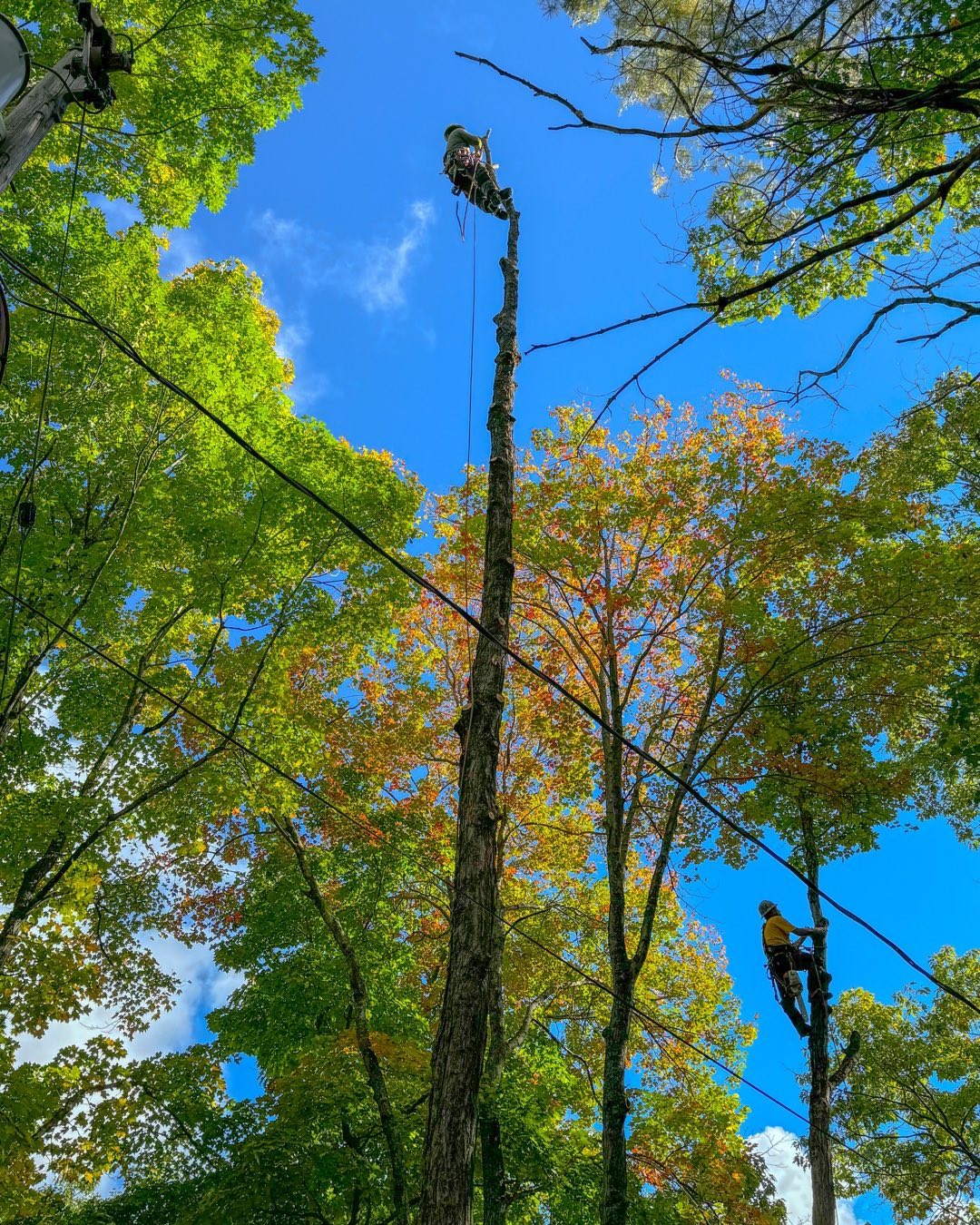 Blackstone Tree project 29