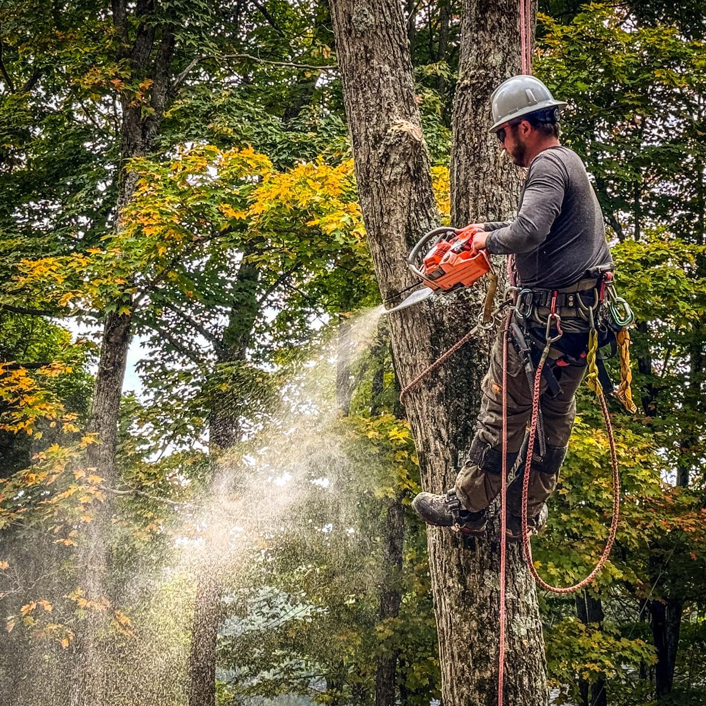 Blackstone Tree project 31