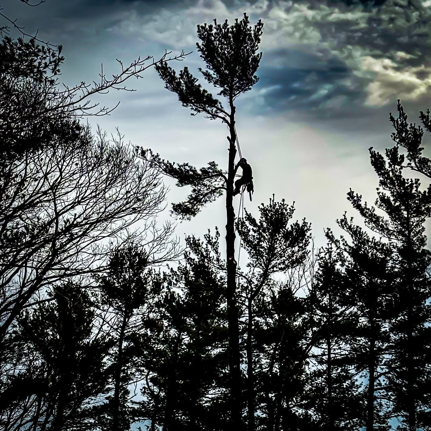 Blackstone Tree project 35